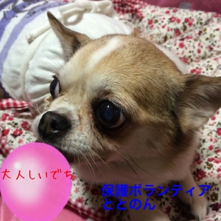 大人しいチワワ・キクちゃんは甘えん坊♪