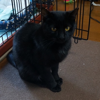 ビビりな黒猫びりーのご家族募集!(^^)!