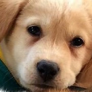 ベージュの男の子