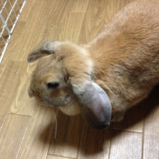 ロップイヤーの里親募集します