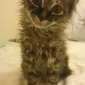 ノルジャンとラパーマの子供 子猫