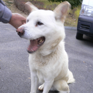 収容犬 リーフ君　人懐っこいです！