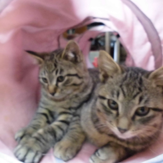 仔猫（オス・5ヶ月目）2匹の里親募集します！