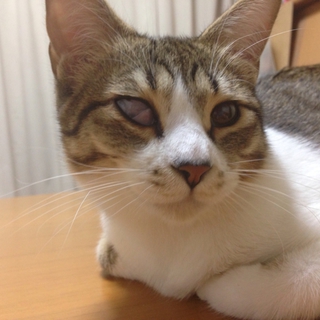 生後5カ月子猫・焦げ茶トラ&白の女の子