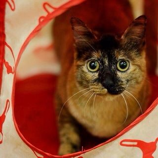天真爛漫の金さびちゃん