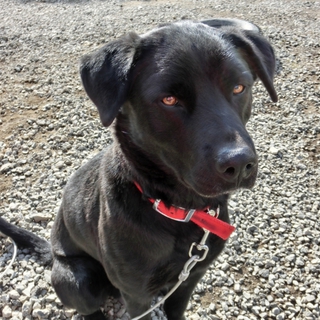 活発な大型犬の飼育経験者を希望！黒ラブ「ルーク」