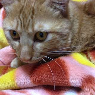 4才の雑種の猫ちゃんです。