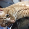 4才の雑種の猫ちゃんです。 サムネイル2