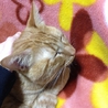 4才の雑種の猫ちゃんです。 サムネイル3
