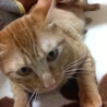 4才の雑種の猫ちゃんです。 サムネイル5
