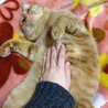 4才の雑種の猫ちゃんです。 サムネイル4