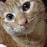 4才の雑種の猫ちゃんです。 サムネイル6
