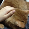4才の雑種の猫ちゃんです。 サムネイル7