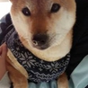 よもぎの家族になっていただけませんか？ サムネイル5