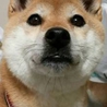よもぎの家族になっていただけませんか？ サムネイル7
