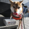 よもぎの家族になっていただけませんか？ サムネイル4