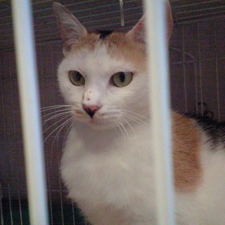 すらり美人なクール三毛猫ちゃんです。