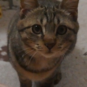 ３ヶ月　キジトラの雄　寂しがり屋でやんちゃです！