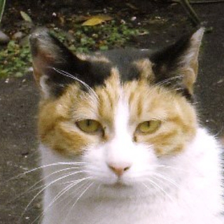 もなかちゃん　三毛の女の子　3歳くらい