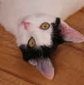 H26-52　白黒♀の子猫