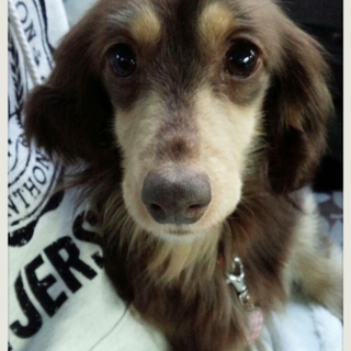 ☆つきみ☆里親さま決定☆