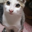 子猫４匹里親さん募集