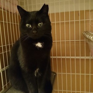 黒猫　1才メス