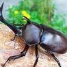 カブトムシ一式 サムネイル2