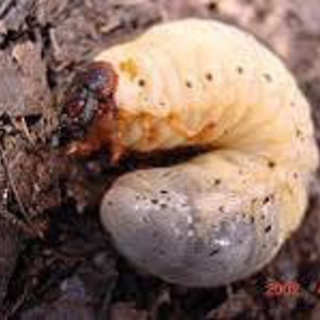カブトムシ一式