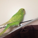 セキセイインコちゃん