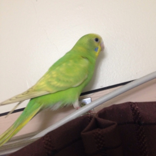 セキセイインコちゃん