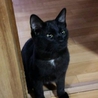 オス・黒猫くろっち！ サムネイル2