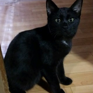 オス・黒猫くろっち！