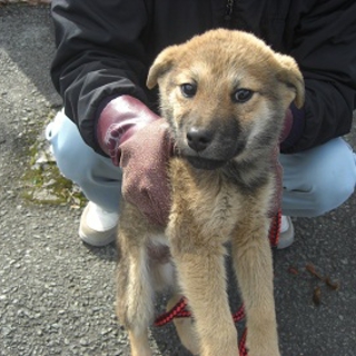 緊急募集！！3～4ヶ月のカワイイ女の子です。