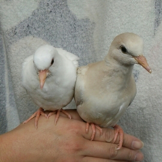 ギンバト・ジュズカケバトのヒナ