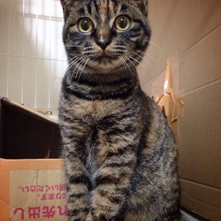  【宝塚】仲良し兄妹一緒に家族に迎えてください。