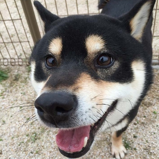 保健所収容黒柴オス飼い主さん募集