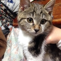 子猫の里親募集