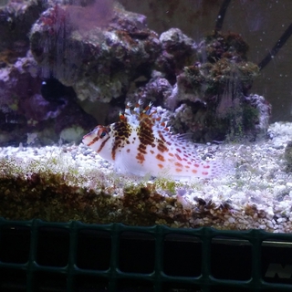 海水水槽やってる方！ブサカワです☆