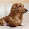 ミニチュアダックスの里親を募集します サムネイル2
