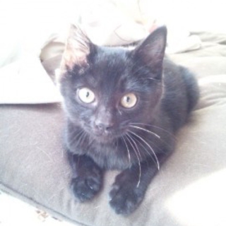黒猫の男の子 「ソラン」