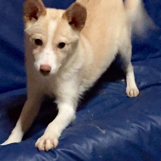 希望あり。シッポぶりぶり！人大好きなmix子犬女の子