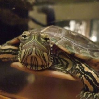 セスジニシキガメ（アカスジガメ）5歳♀