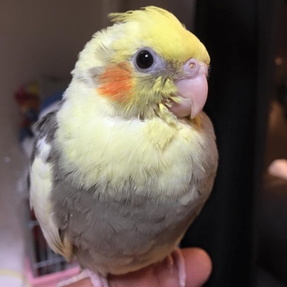 生後２ヵ月でもうすぐ一人で餌を食べるようになります