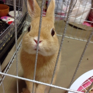 ネザーランドドワーフです！