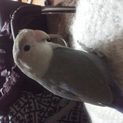 セキセイインコ、小桜インコ、差し上げます。