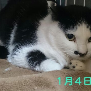 ちょっぴり頑固な団胡ちゃん
