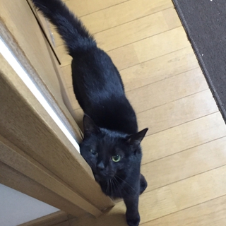 至急！1･31まで！かっこいい黒猫君☆お願いします！