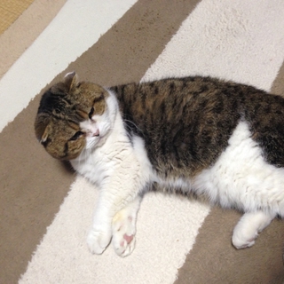 祖父の飼っていた猫の里親募集！！