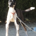 凛々しい洋犬ミックス１歳位